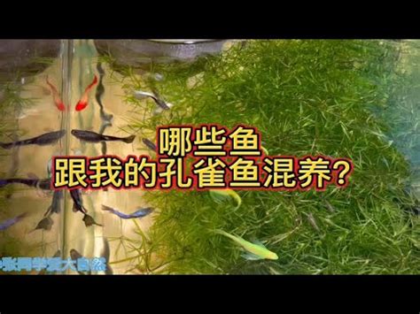 混養魚|孔雀魚混養魚種指南：打造和諧的水族生態 